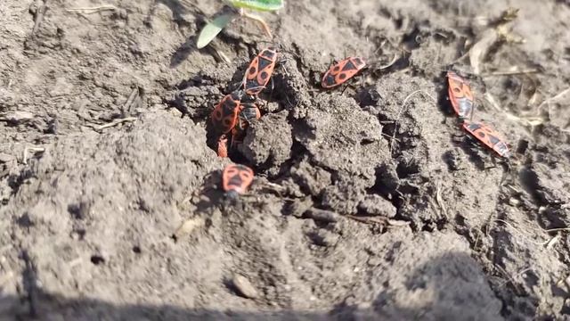 Pyrrhocoroidea(Клоп-солдатик) смотреть онлайн