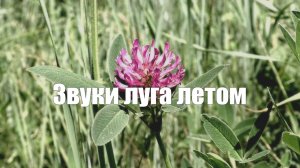 Звуки луга летом