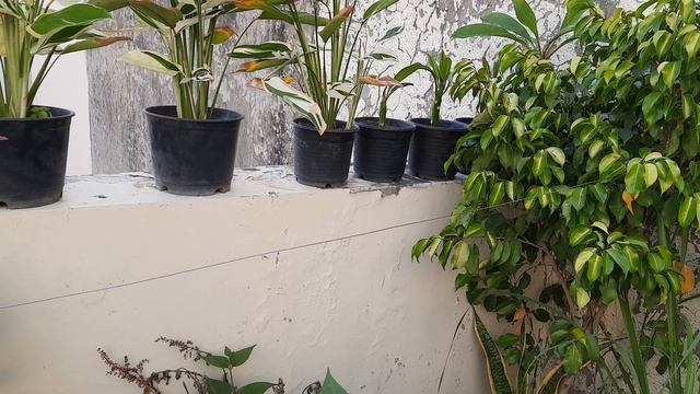 How To Grow & Care PRAYER PLANT | Calathea, Stromanthe, Maranta and Ctenanthe. смотреть онлайн