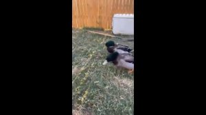 Милые животные_21