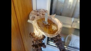 Рога косули "на медальон" своими руками! Для тех у кого руки из плеч...