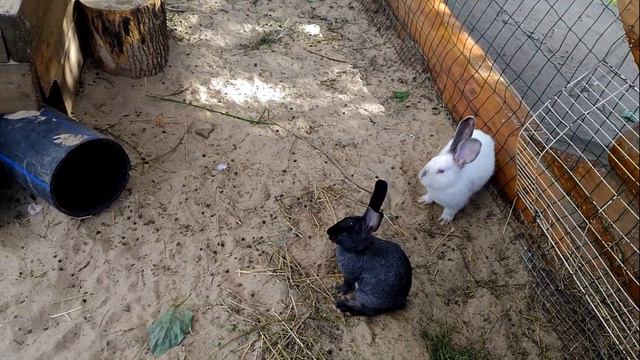 Взаимоотношения белых и черных кроликов в зоопарке смотреть онлайн