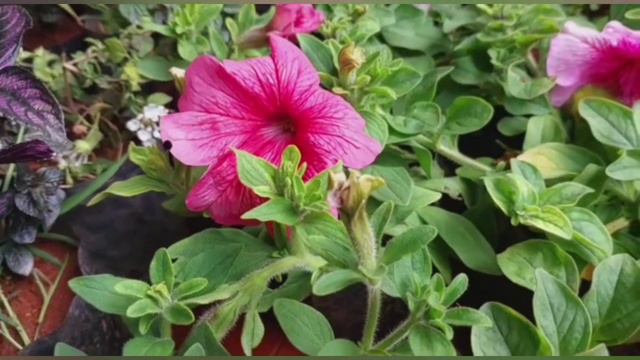 petunia combo 9947467977//beautiful flowering plants //Amazing garden tour #flower #hangingplants