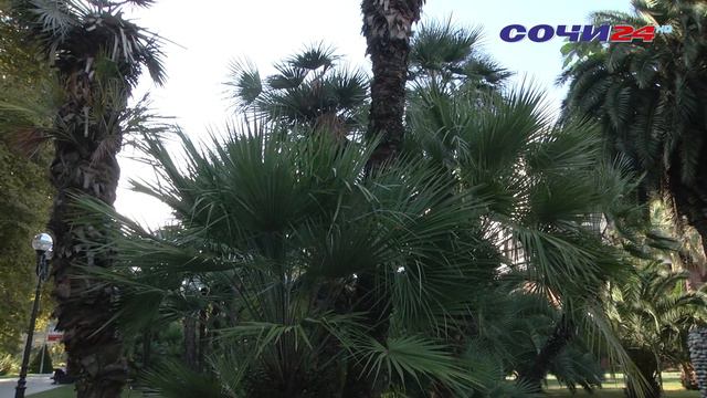 Более 20 миллионов рублей заложено в бюджете Сочи в 2023 году на обработку пальм от вредителей. смотреть онлайн