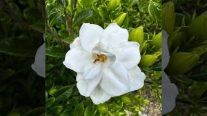 Plant of the week for 5 November 2022 is the Gardenia belmont