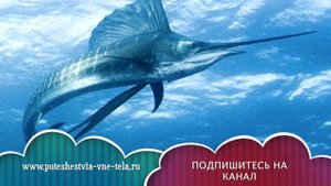 СОННИК - К чему снится РЫБА?