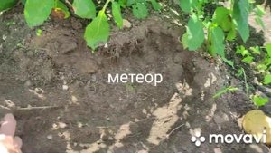 Картофель с. метеор# вкусный#урожайный#дела #домашние ...