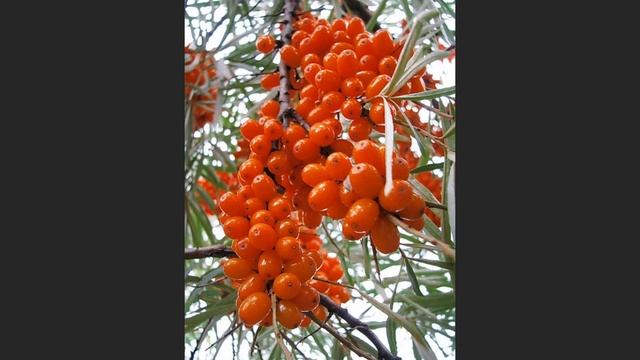 Облепиха, род растений семейства Лоховые смотреть онлайн