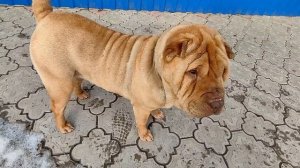 Собака шарпей, снимаю в разном ракурсе. Sharpey the dog, I shoot from different angles.