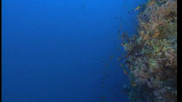 Красное море.Египет. Красота и очарование.