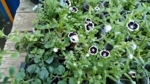 Немофила. Трудности выращивания.