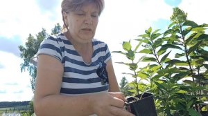 Эксперимент по пересадке гортензии в апреле из р9, сразу в 10 л. горшок