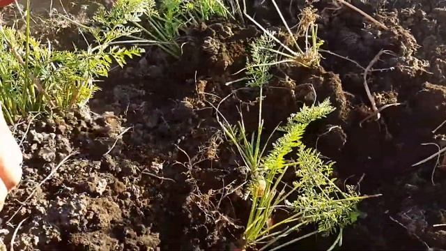 Копаем морковь  самодельным плоскорезом смотреть онлайн