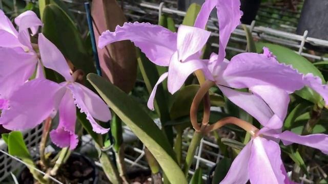 C. schroederae. Весна! Катлея, Каттлея или Катталея? C. purpurata flamea sanguinea ?♀️ смотреть онлайн