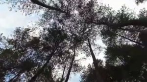 Твой лес/ Клип на стихи Алиссы Росс