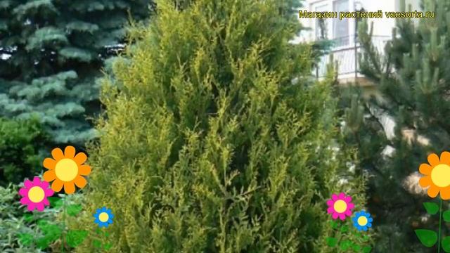Туя западная Ауреоспиката. Краткий обзор, описание характеристик thuja occidentalis Aureospicata смотреть онлайн