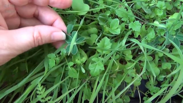 Балкон в середине мая. Инжиры ужас как выросли, никто и не ждал. Всякая ботва для уль. Дерево хурм смотреть онлайн