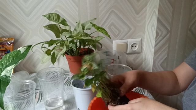 Пересаживаю растения в новый грунт и на фительный полив.