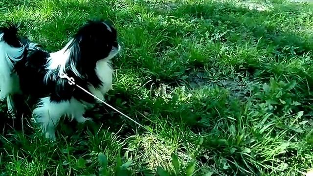 Прогулка по зеленой травке. смотреть онлайн