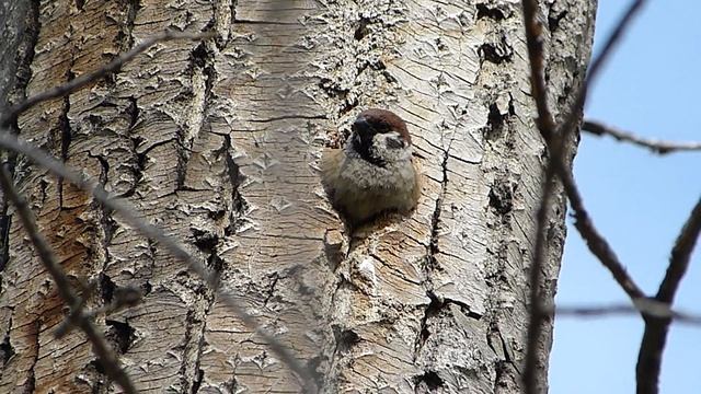 Полевой воробей в дупле. смотреть онлайн