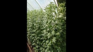 ЧАСТЫЕ ОШИБКИ ПРИ ЗАТЕНЕНИИ ХРИЗАНТЕМЫ.