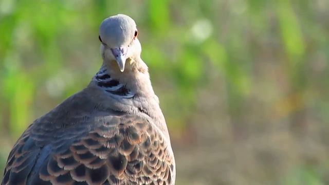 Canon PowerShot SX500 IS Movie Sample #3 смотреть онлайн