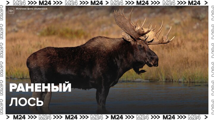 Раненого лося заметили в Зеленограде - Москва 24