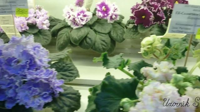 Полный обзор выставки "Фиалки на Пятницкой - 2020". Более 450 фиалок и других растений. 25.09.20. смотреть онлайн