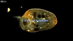 Как выглядит под микроскопом капля воды