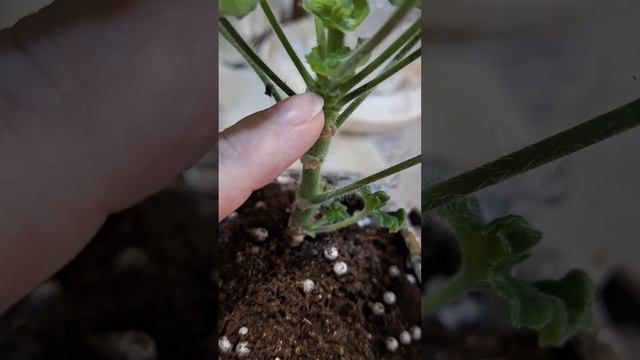 формирование кустика из черенка