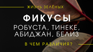 Фикусы Эластика Робуста, Белиз, Тинеке, Абиджан - в чем отличия/Обзор фикусов каучуконосных