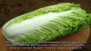 Все, что нужно знать о выращивании пекинской капусты