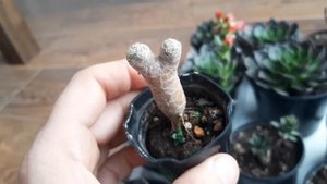 Эхеверия Черный принц. Цветение, описание, уход.