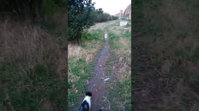 Oscar (il gatto)  e Zoe (la cagnolina) giocano e passeggiano insieme!!!