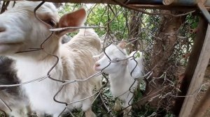 ГРУЗИЯ ГУРИЯ БЫТ В ДЕРЕВНЕ СЕЛЬСКАЯ ЖИЗНЬ