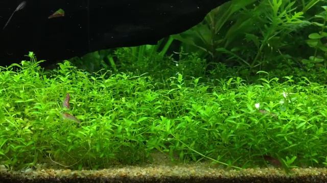 Red Cherry Shrimp Eating Algae off Hemianthus Micranthemoides aka Pearl Weed - Slow TV - Relax смотреть онлайн