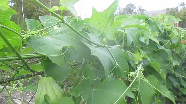 созревает чайот смотреть онлайн