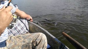 Рыбалка, ловля толстолобика, в Краснодарском крае на платнике