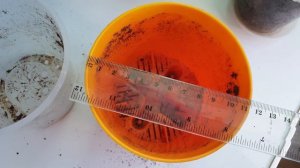 Идеальный стретокарпус букетного цветения по методике Павла Еникеева. Часть 4