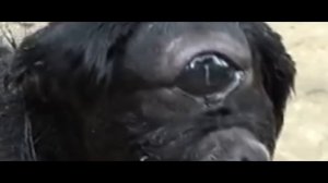 В Индии родился циклоп!