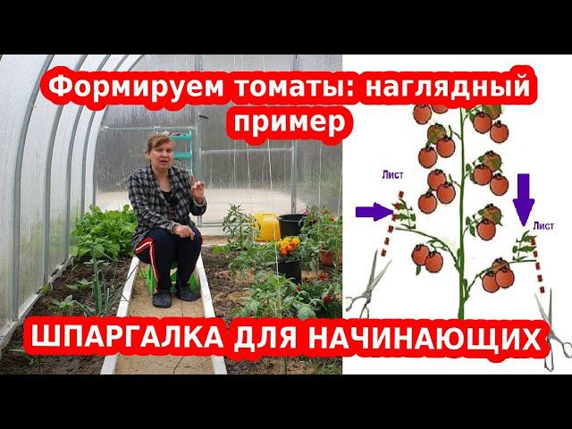 Формировка томатов — правильно, легко и просто. Пример на схеме