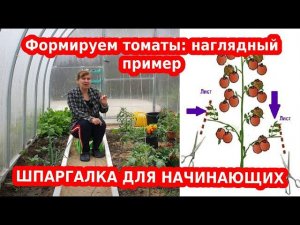 Формировка томатов — правильно, легко и просто. Пример на схеме