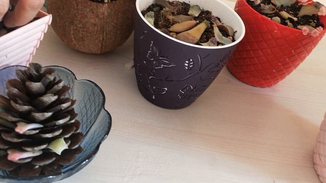 KOZALAKTA SUKULENT ÇOĞALTMA, SUKULENT NASIL ÇOĞALTILIR, KOLAY SUKULENT KÖKLENDİRME смотреть онлайн