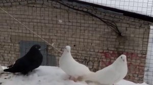 Ижевские и чистопольские голуби, г. Муром тел. 89206248842, 89209037332, часть 2