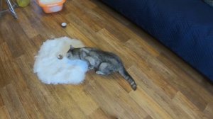 Испытания для кошки со снегом. И бонус в конце. )))