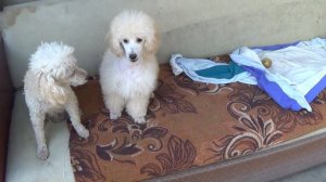 Щенок малого пуделя