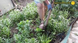 Совет ленивой огородницы: размножение кустарников пришпиливанием