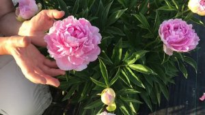 Susie Q peony. Сьюзи Кью пион. Пулков сад