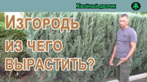 Из чего сделать живую изгородь. какие хвойные лучше использовать на изгородь.