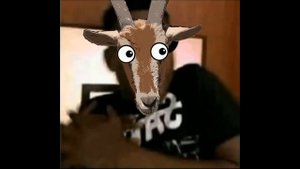 Испуганные лица козла Тимошки. Timoshka the goat becoming scared